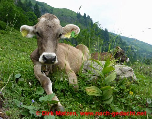 Kuh in den Allguer Alpen