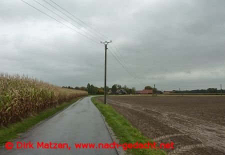 Radweg zwischen Maisfeldern im Mnsterland