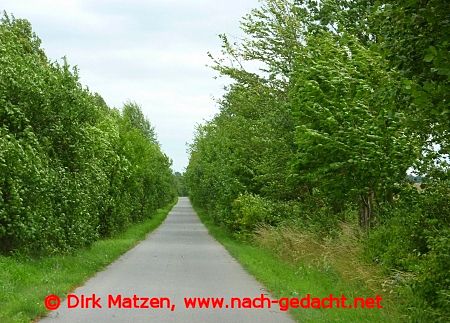 Oderbruchbahn-Radweg hinter Mncheberg