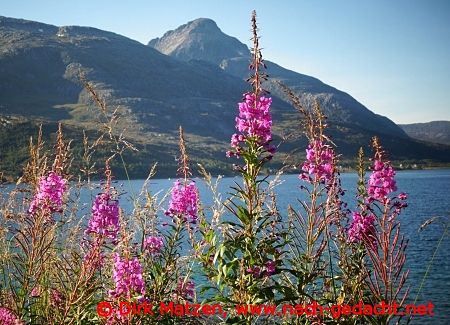 Blumen am Kaldfjord