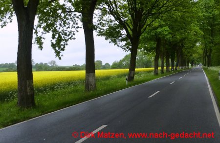 Allee zwischen den Ortschaften "Bergschferei" und Bollersdorf